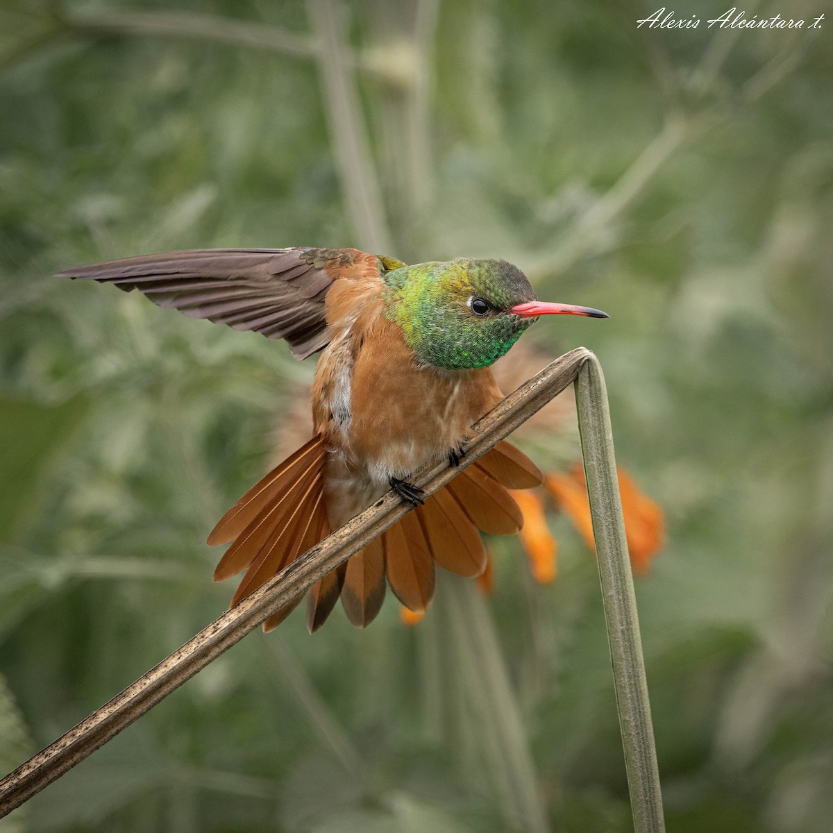 Amazilia Hummingbird - ML495059181