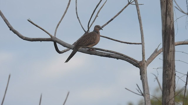 Spotted Dove (Eastern) - ML495059951