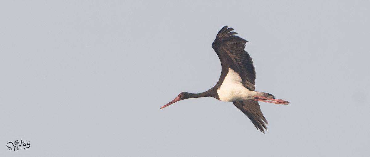 Black Stork - Xingyu Li
