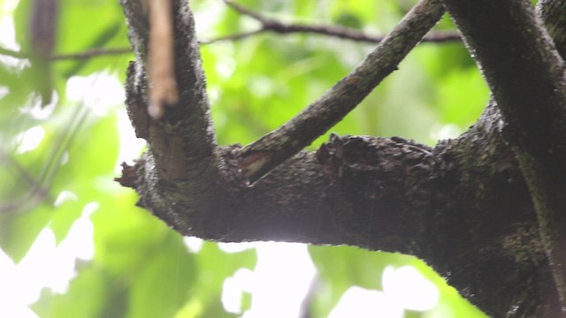 Sakhalin Leaf Warbler - ML495067541