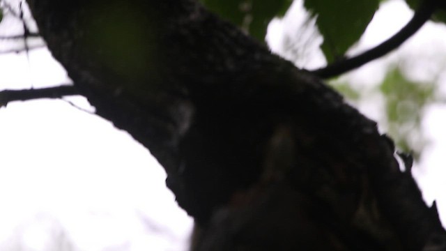 Sakhalin Leaf Warbler - ML495067581