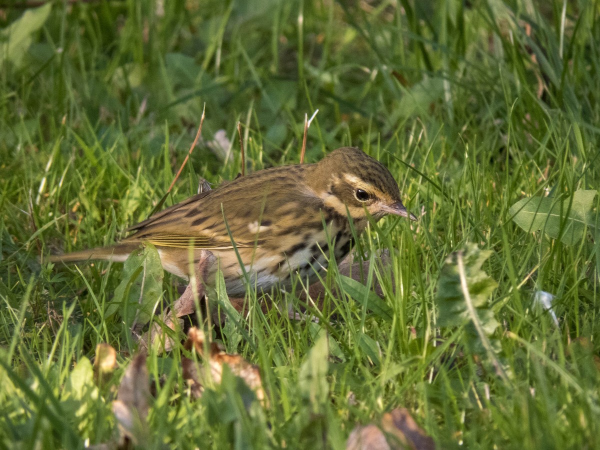 Olive-backed Pipit - ML495070371