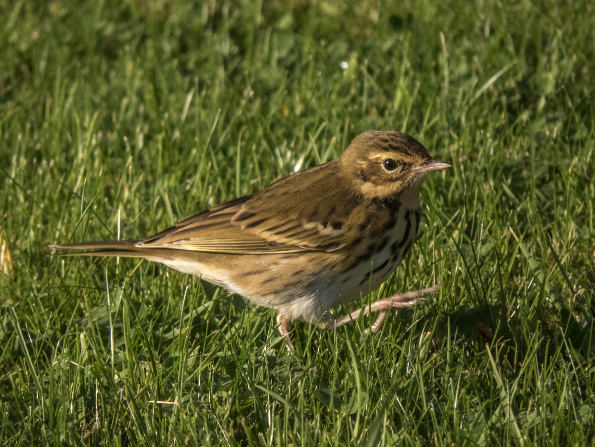 Olive-backed Pipit - ML495070381