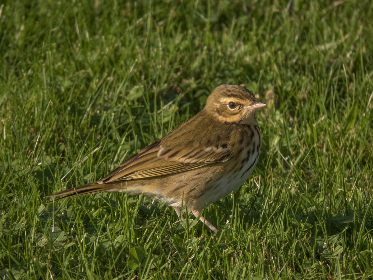 Olive-backed Pipit - ML495070391