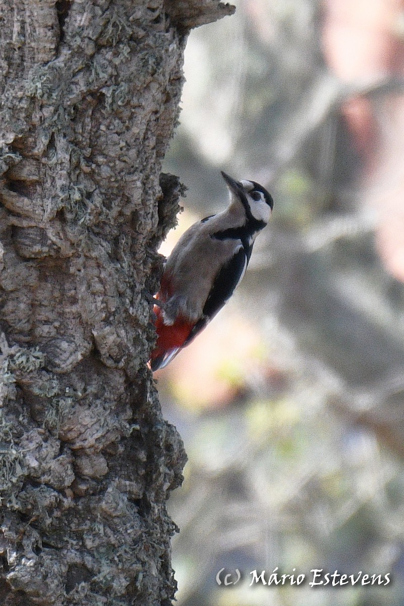 Great Spotted Woodpecker - ML495076621