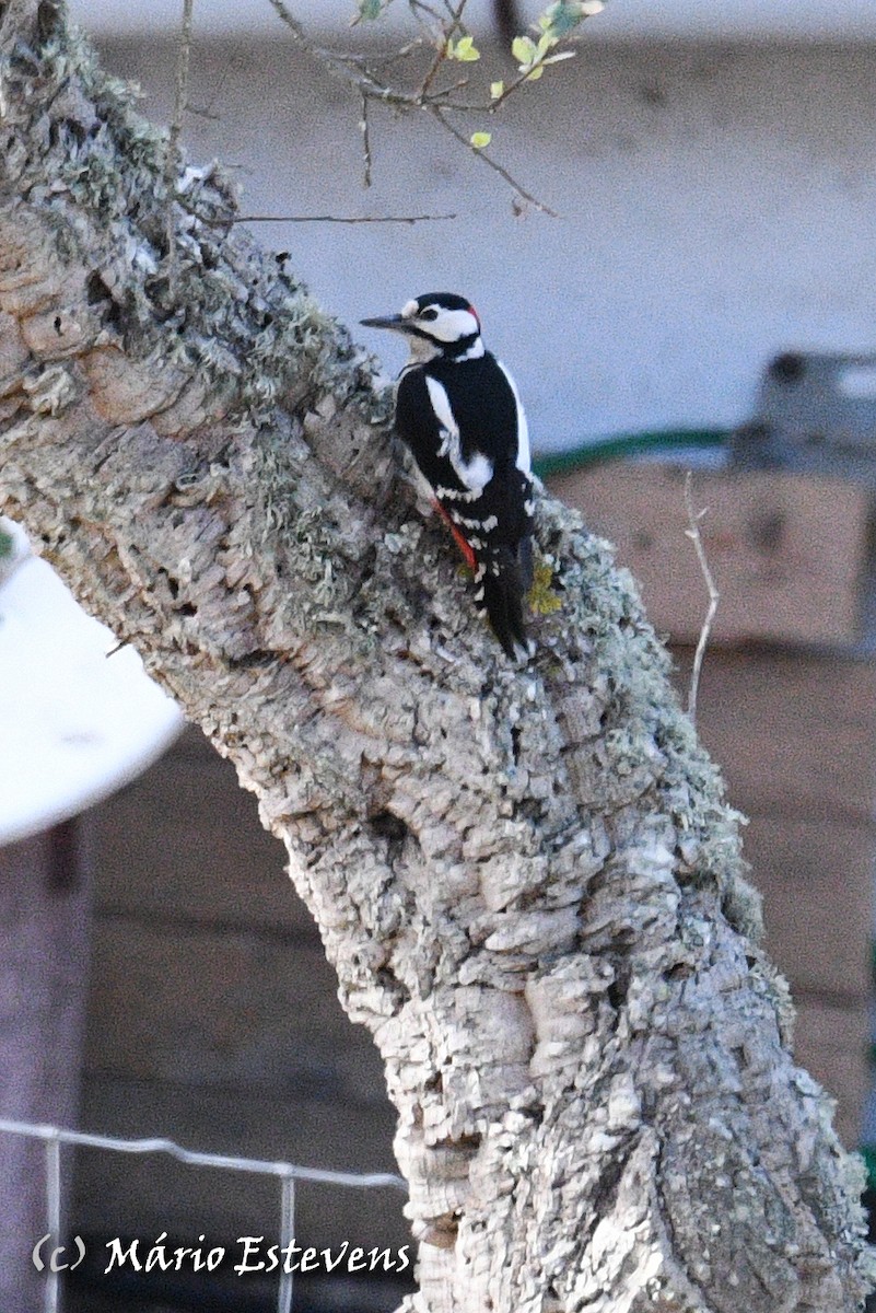 Great Spotted Woodpecker - ML495076631