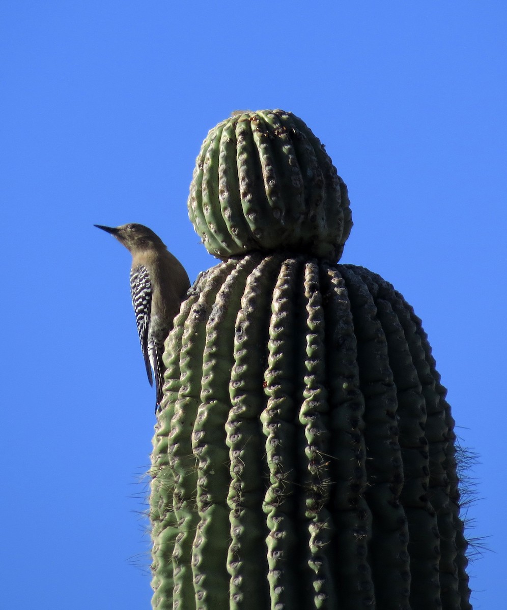 Pic des saguaros - ML49508521