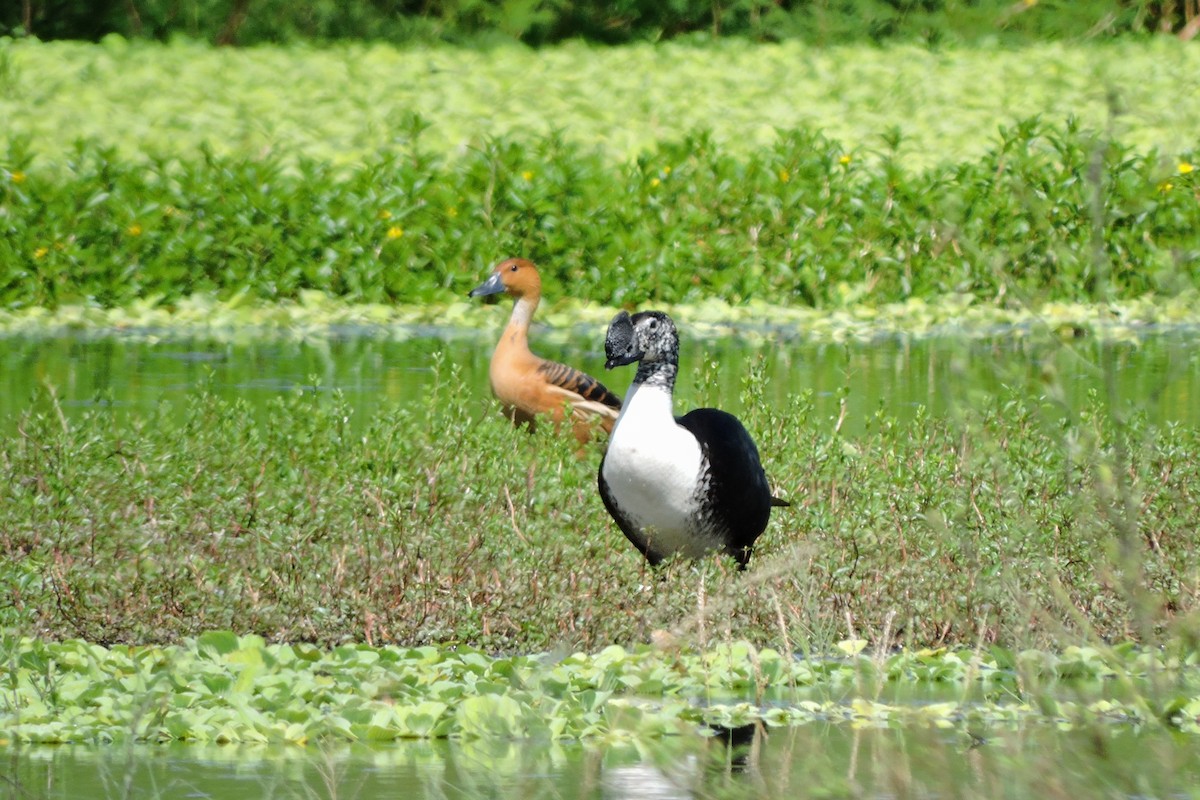 Fulvous Whistling-Duck - ML49508821