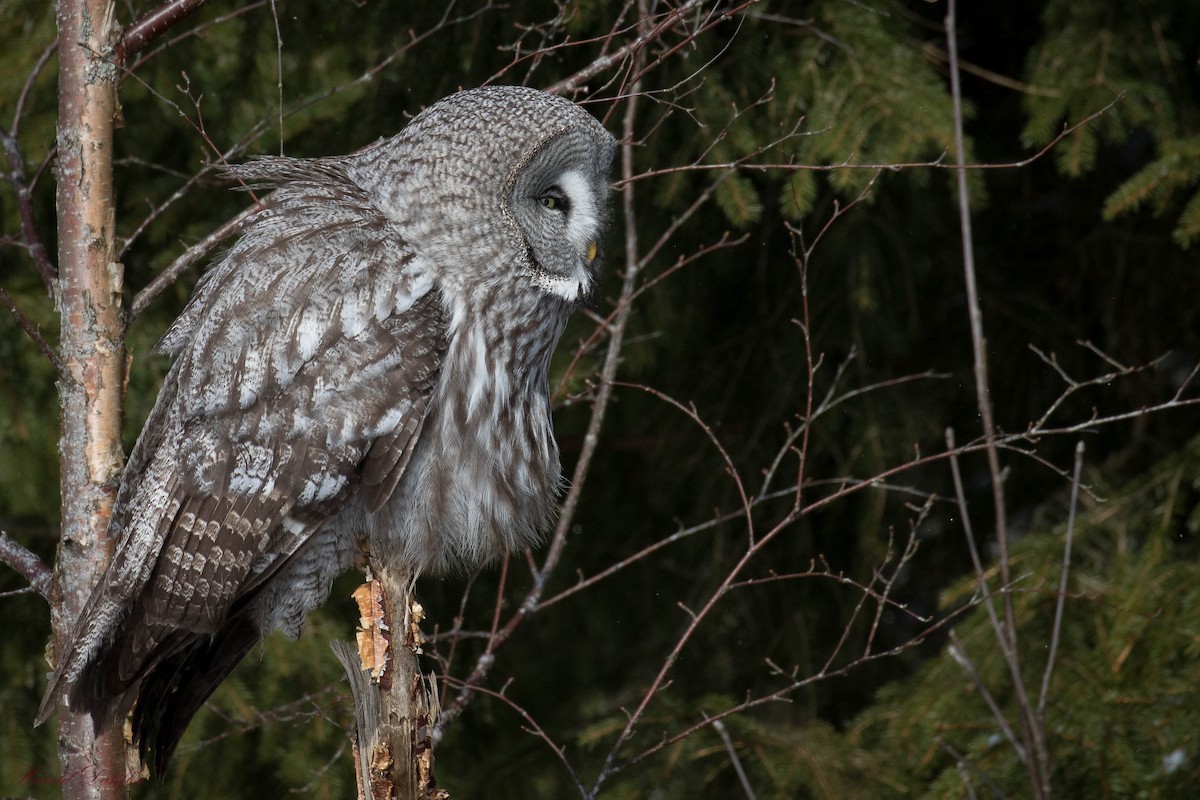 Great Gray Owl - ML495090831