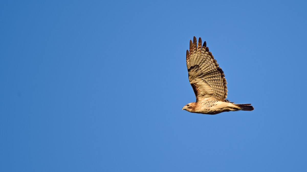 Red-tailed Hawk - Ferit Başbuğ