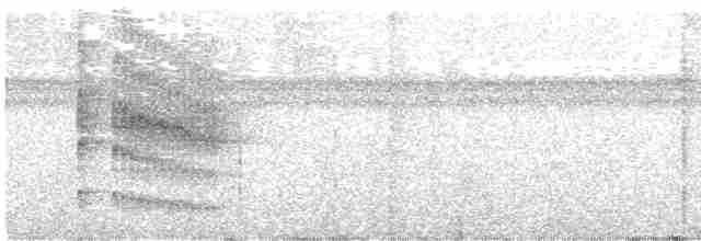 Todirostre noir et blanc - ML495102671