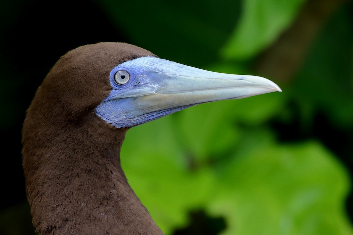 Brown Booby - ML495104661