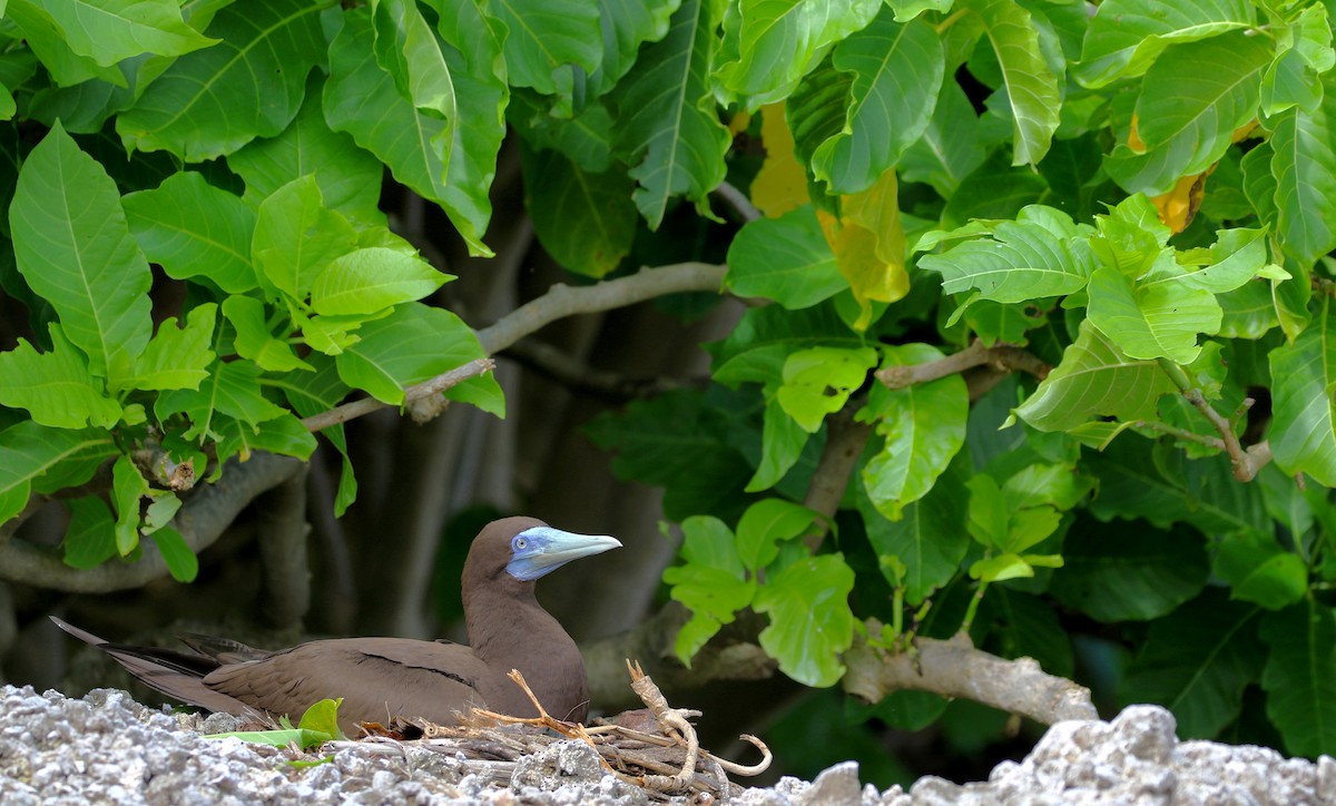Brown Booby - ML495104671