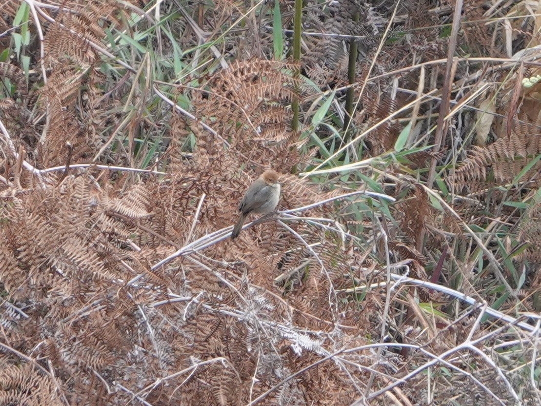Rock-loving Cisticola (Huambo) - Barry Reed