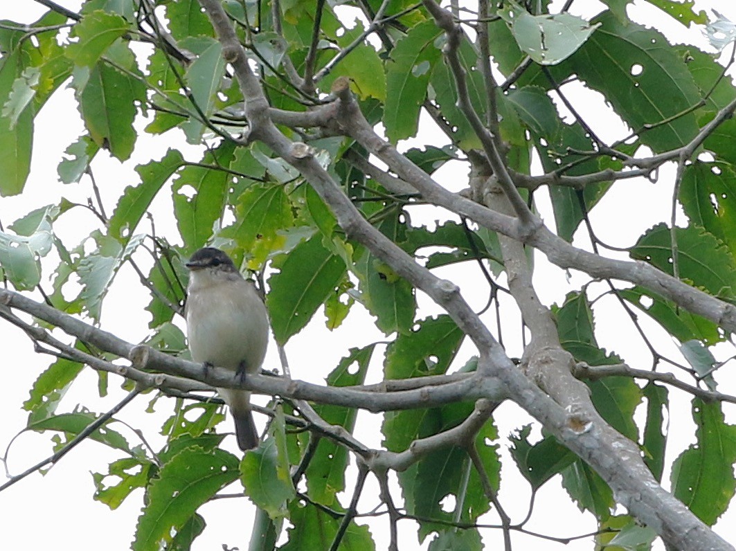 Bismarck Flyrobin (undescribed form) - eBird