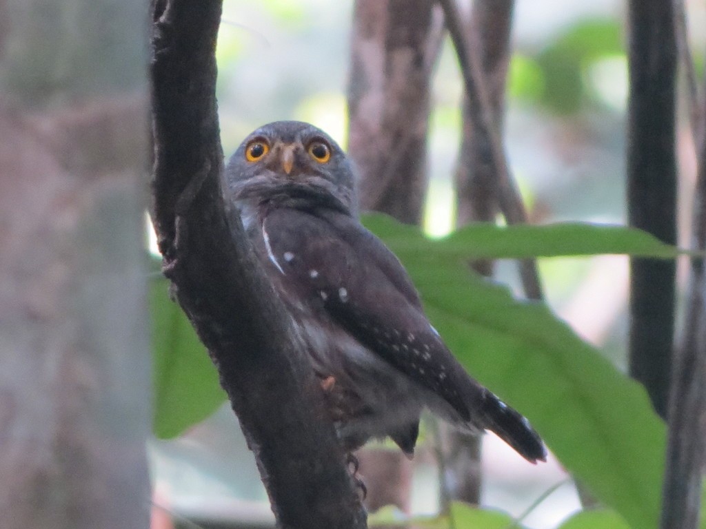 Amazonian Pygmy-Owl - ML495108301