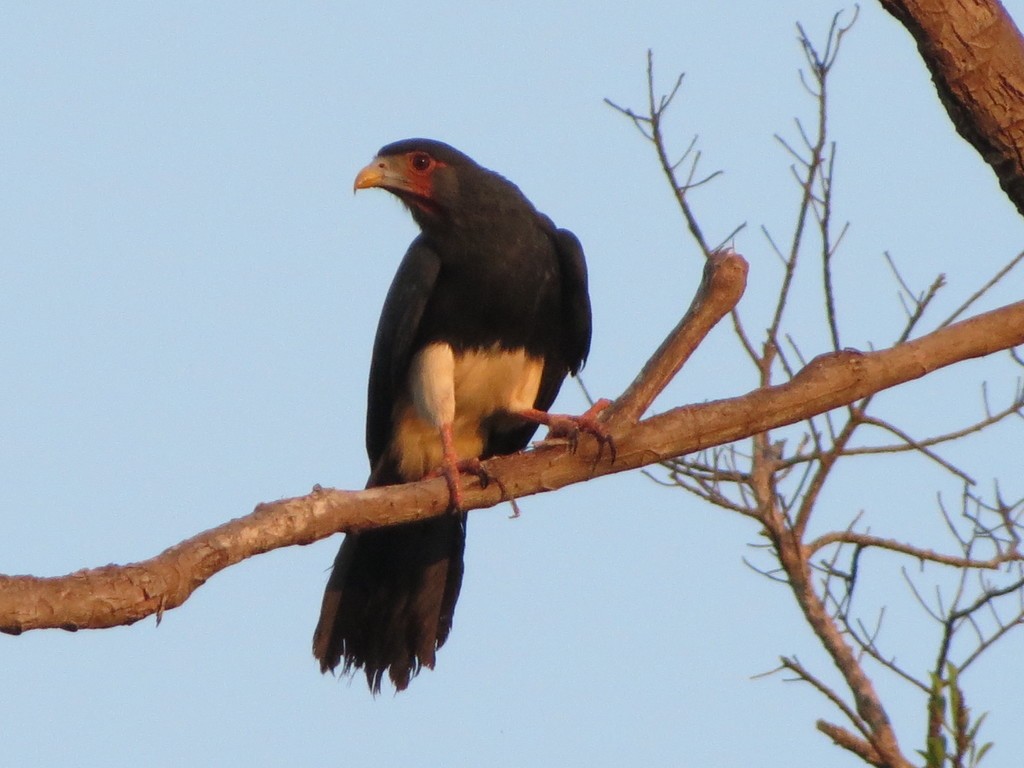 Red-throated Caracara - Anderson  Sandro