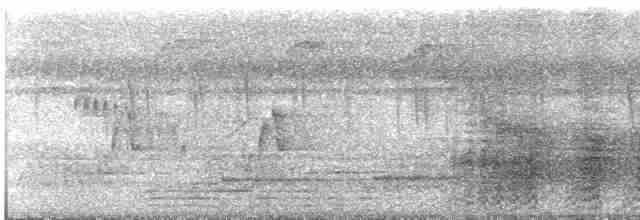 svartskrike (aterrimus) - ML495109871