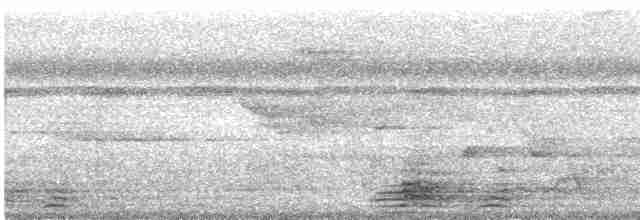 Белокрылая сорока (aterrimus) - ML495109891