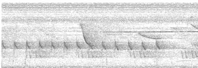 svartskrike (aterrimus) - ML495109901