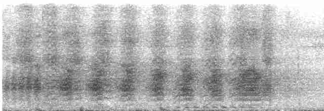 svartskrike (aterrimus) - ML495109941