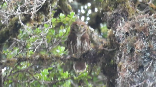 Yungas Pygmy-Owl - ML495112261