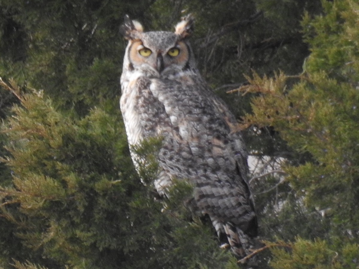 Great Horned Owl - ML49511621