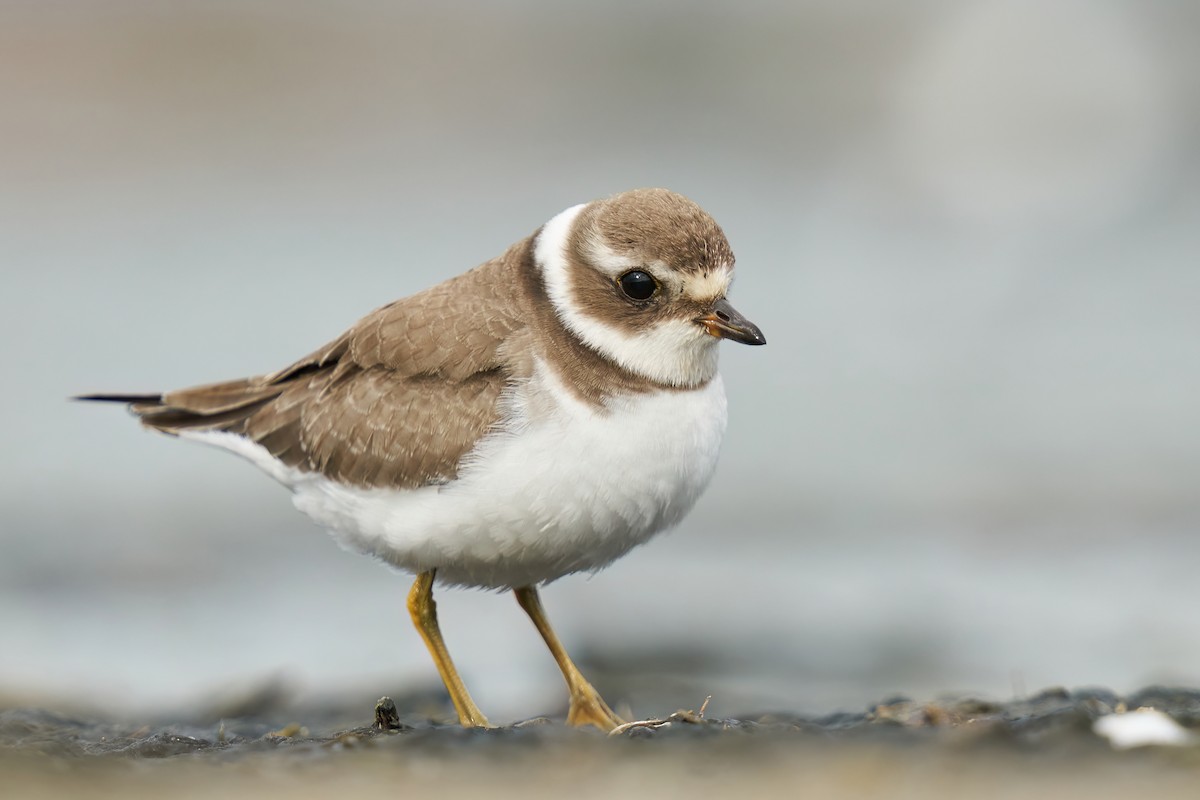 Semipalmated Plover - ML495122371