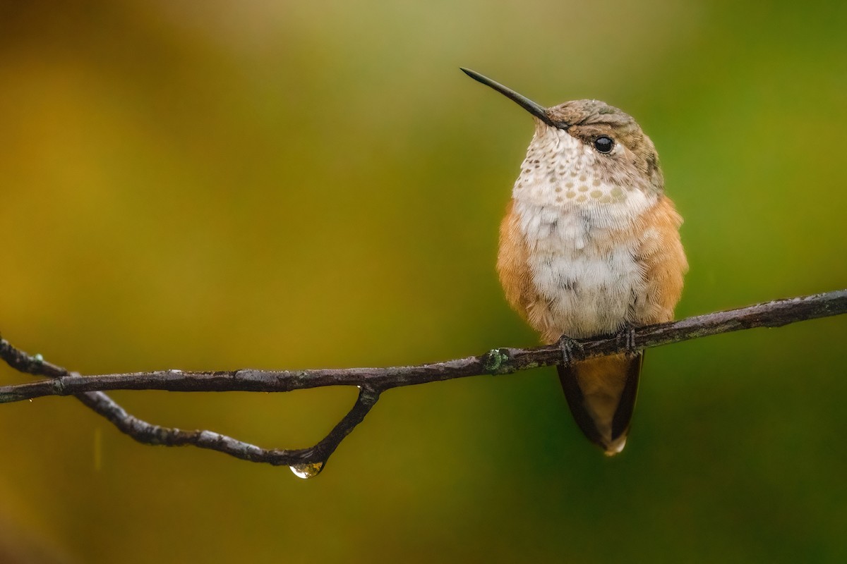 Rufous Hummingbird - Isaac Polanski