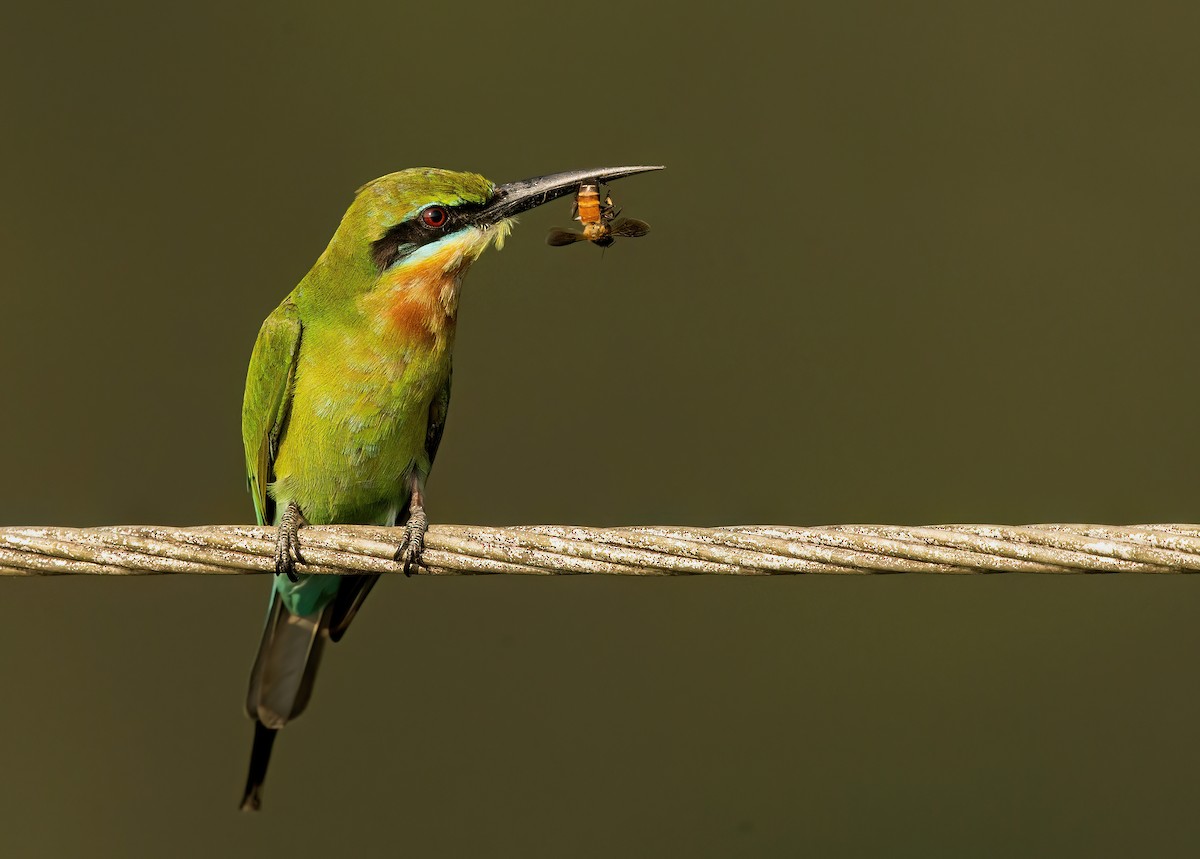 Blue-tailed Bee-eater - ML495136331