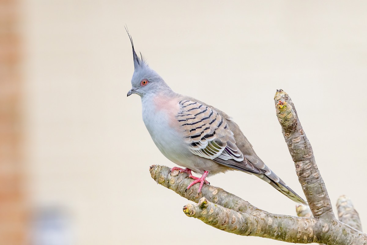 Crested Pigeon - ML495136921