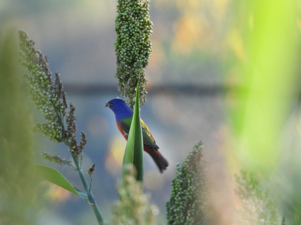 Painted Bunting - ML495140411