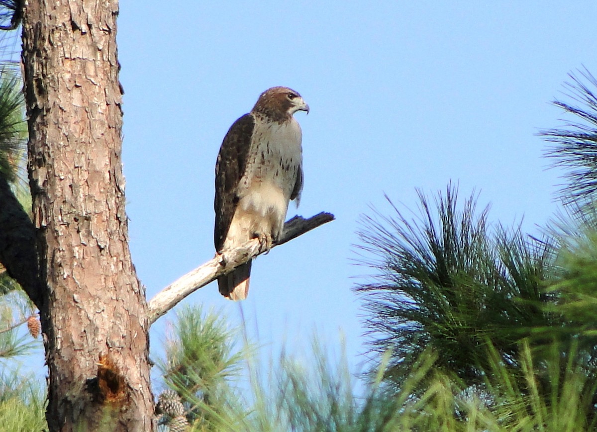 Red-tailed Hawk - ML495141201