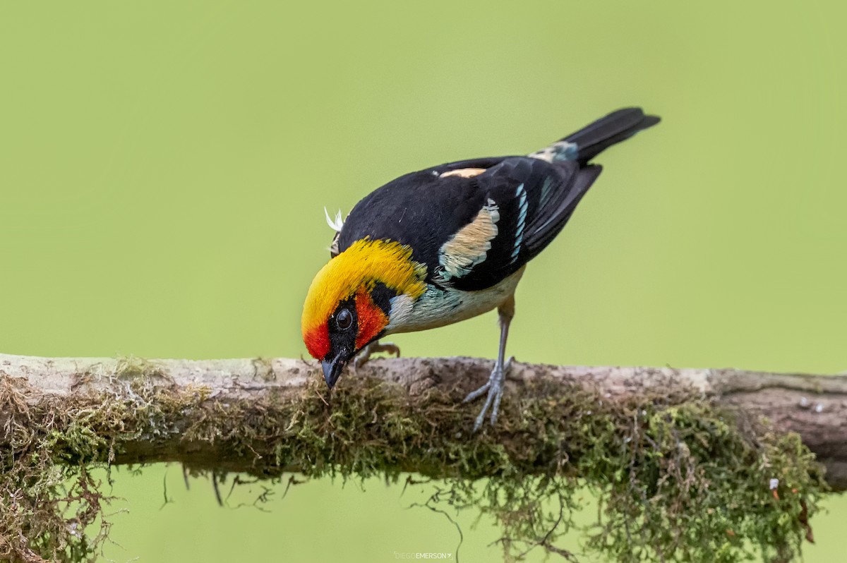 Flame-faced Tanager - ML495142141