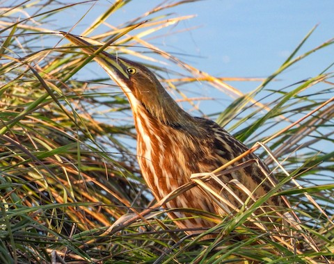 American Bittern - Valerie Masten