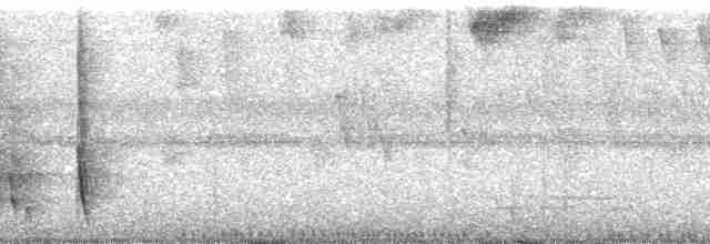 Todirostre roussâtre - ML49515
