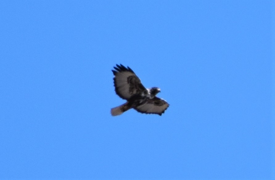 Red-tailed Hawk (Harlan's) - ML495155941