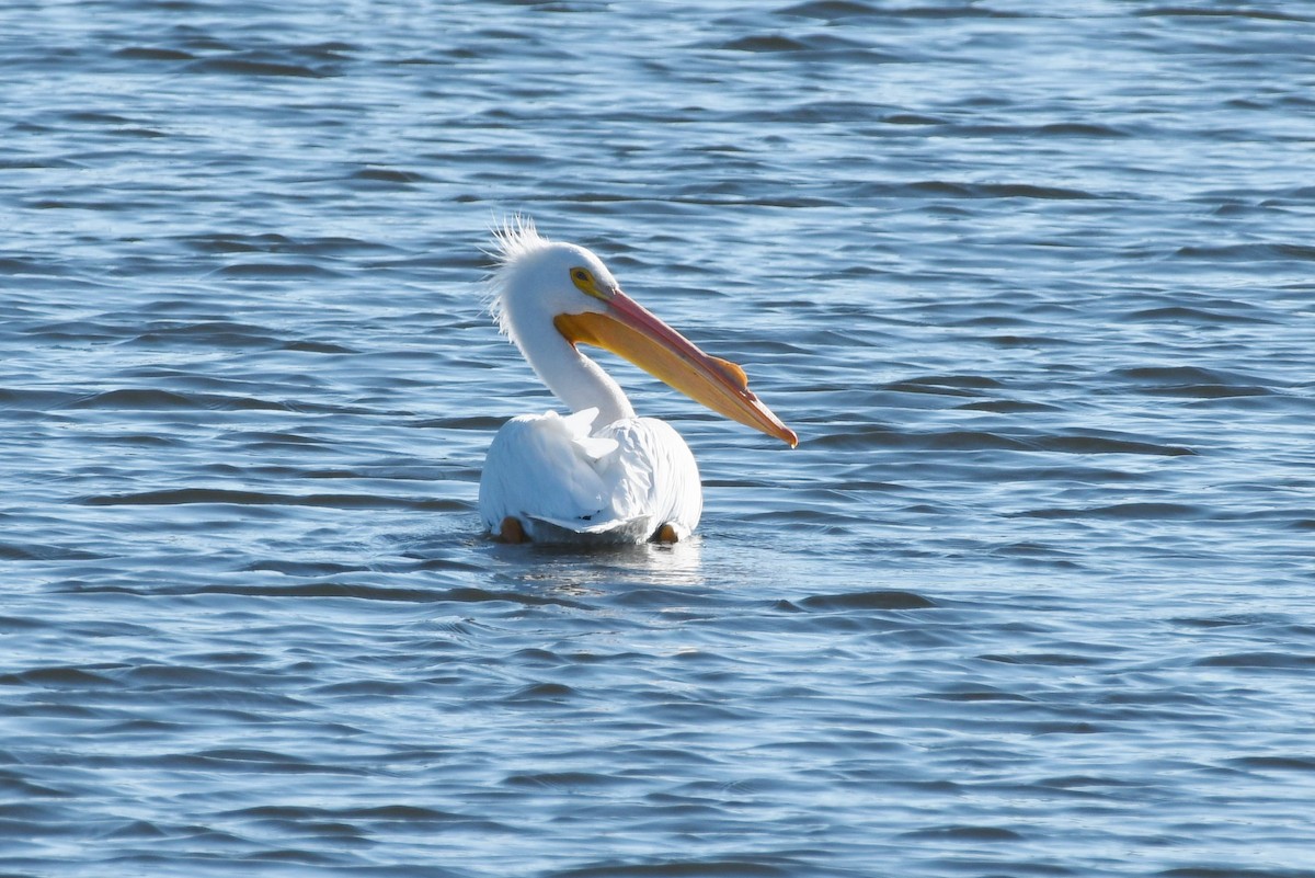 American White Pelican - Steve Kruse