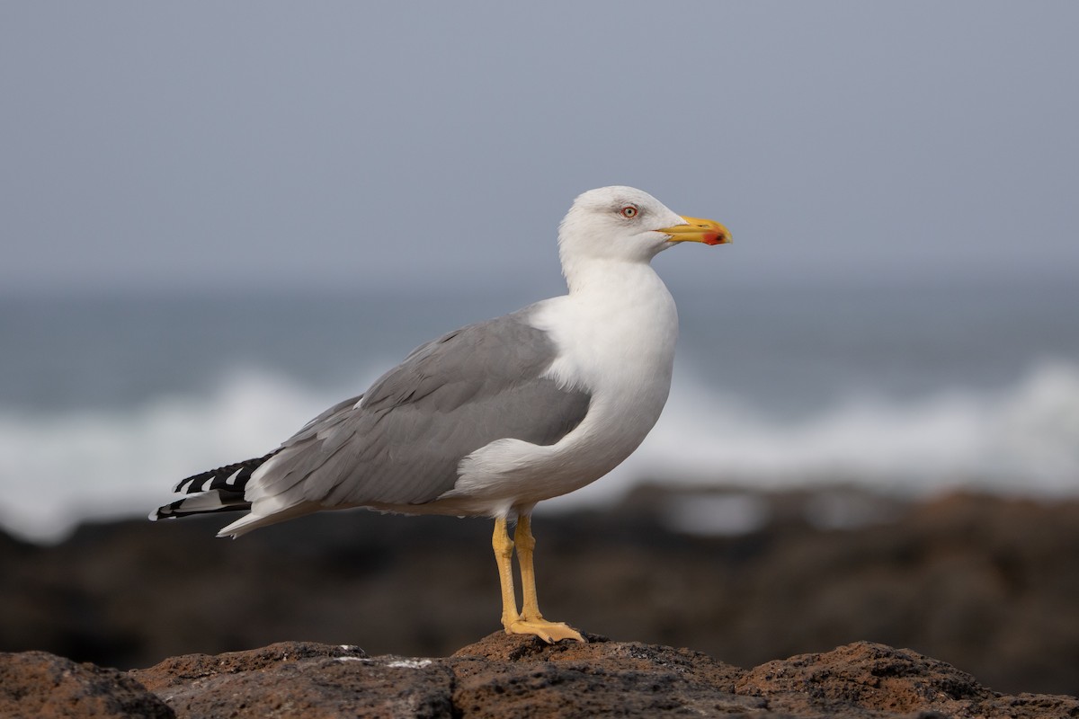 Yellow-legged Gull (atlantis) - ML495156861