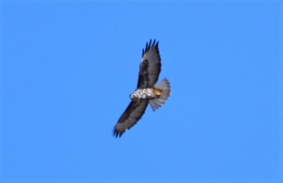 Red-tailed Hawk (Harlan's) - ML495157201