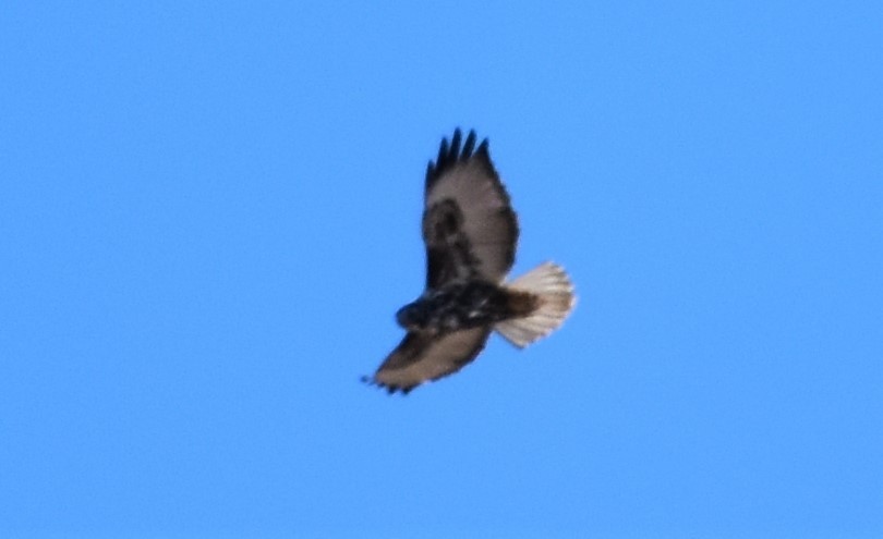 Red-tailed Hawk (Harlan's) - ML495157951
