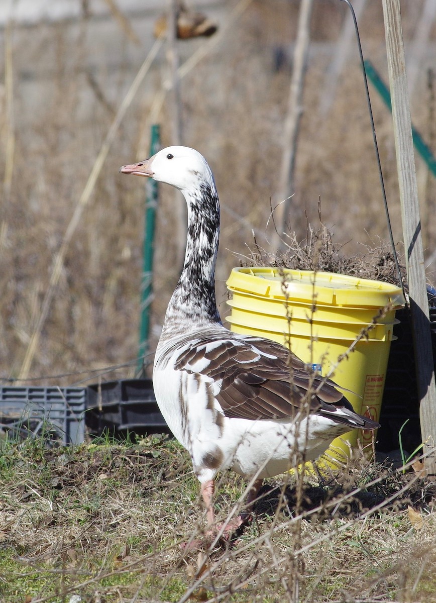 Domestic goose sp. x Canada Goose (hybrid) - Alan Trautmann