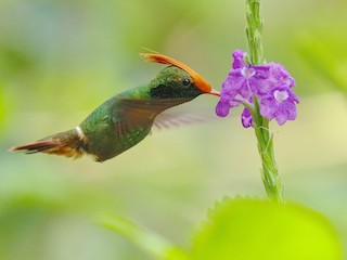  - Rufous-crested Coquette