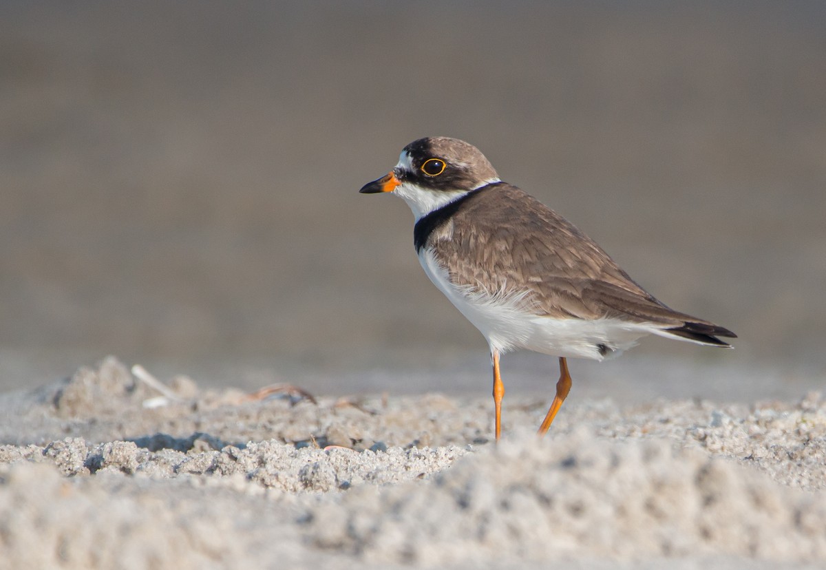 Semipalmated Plover - ML495167241