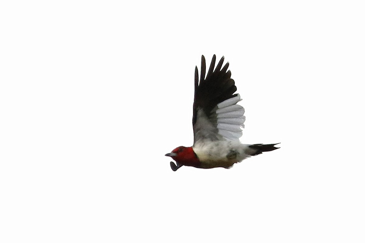 eBird Checklist 18 Oct 2022 Appleton Farm (TTOR) 14 species