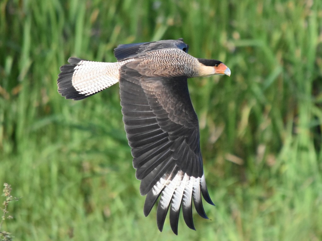 Crested Caracara (Southern) - Anderson  Sandro