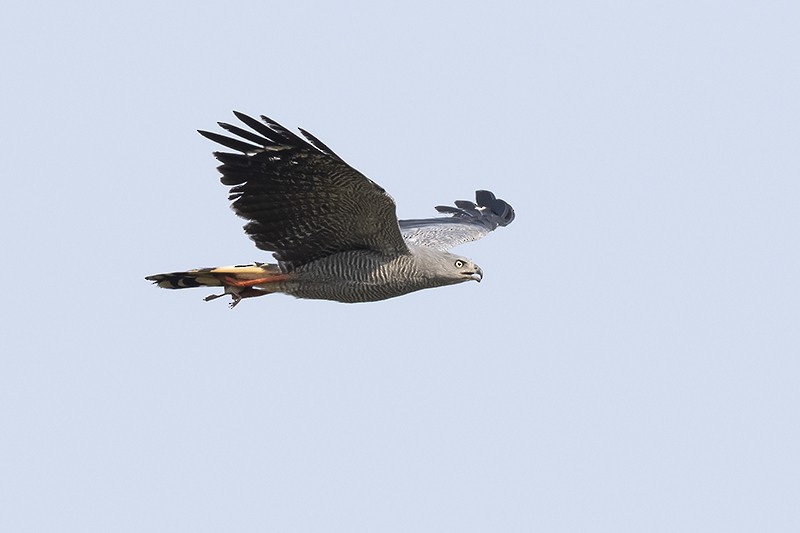 Crane Hawk - adrian binns
