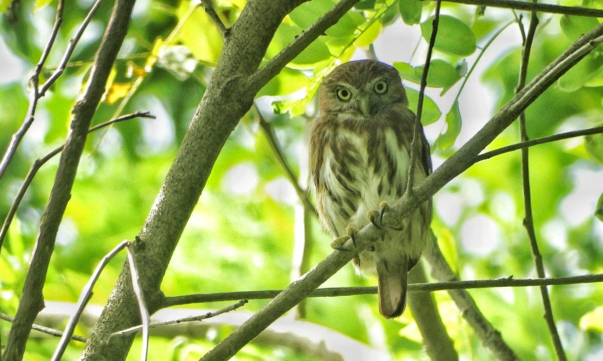 Ferruginous Pygmy-Owl - ML495184981