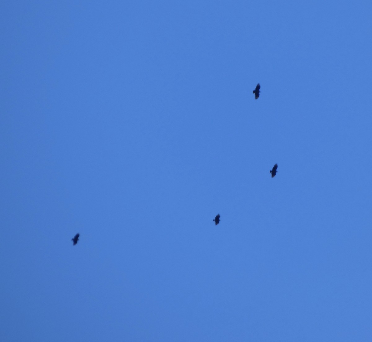 eBird Checklist 18 Oct 2022 YARD (Ringwood) 21 species (+1 other