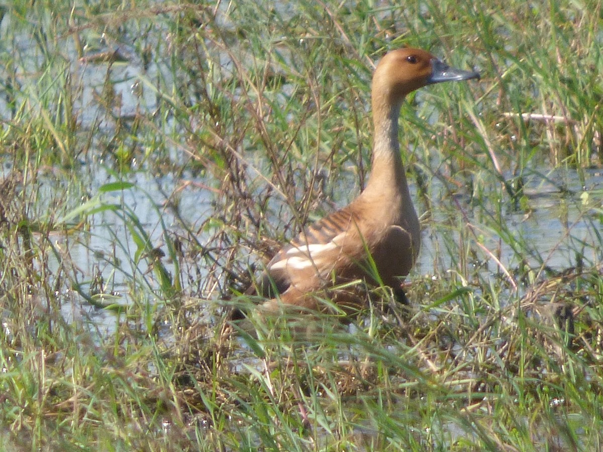 Fulvous Whistling-Duck - ML49518591